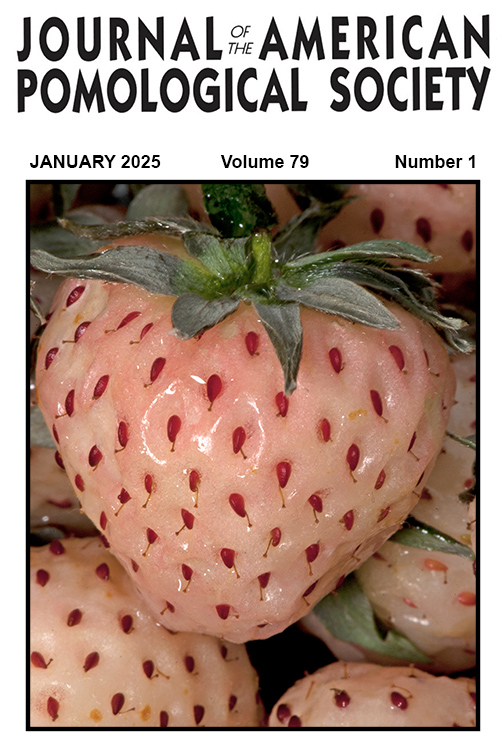 Image showing white pine strawberry.