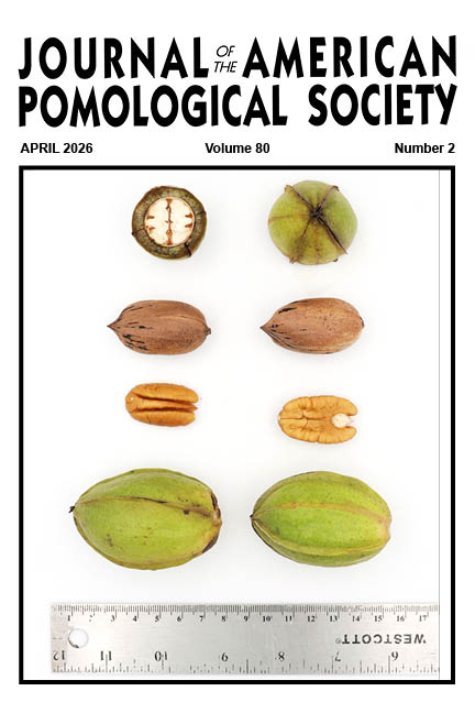 Pecan fruit, pecan shell, pecan nut and husk.