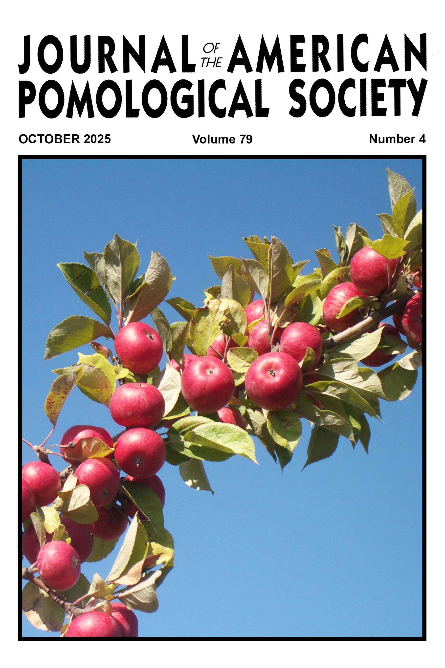 Cider apples on a branch against a blue sky.